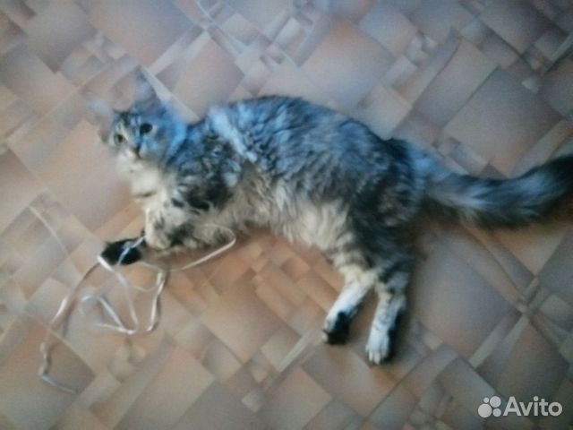 Кошечка в хорошие руки купить на Зозу.ру - фотография № 4
