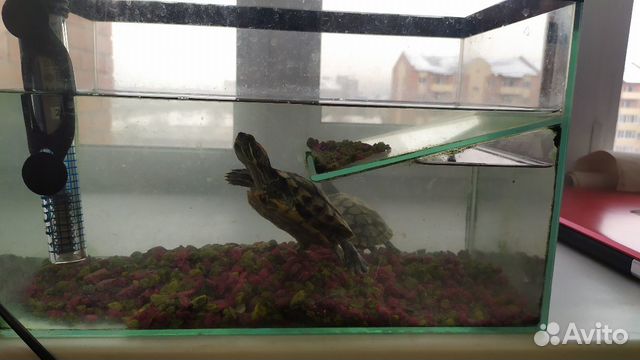 2 водяные черепахи с аквариумом купить на Зозу.ру - фотография № 1