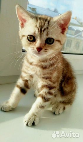 Британский котенок купить на Зозу.ру - фотография № 4