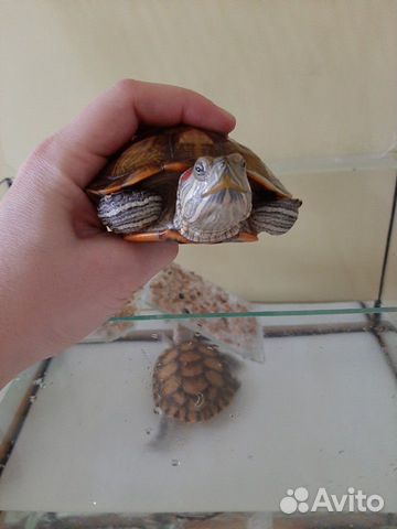 Красноухие черепахи купить на Зозу.ру - фотография № 3