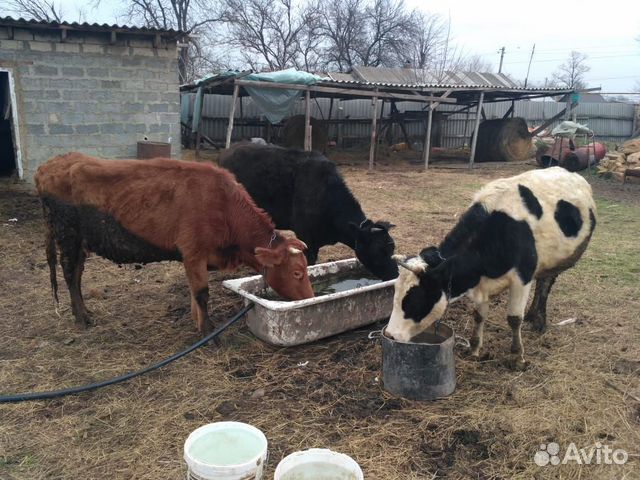 Продаю стельные коровы телки бычки купить на Зозу.ру - фотография № 8