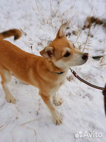 Собака щенок купить на Зозу.ру - фотография № 2