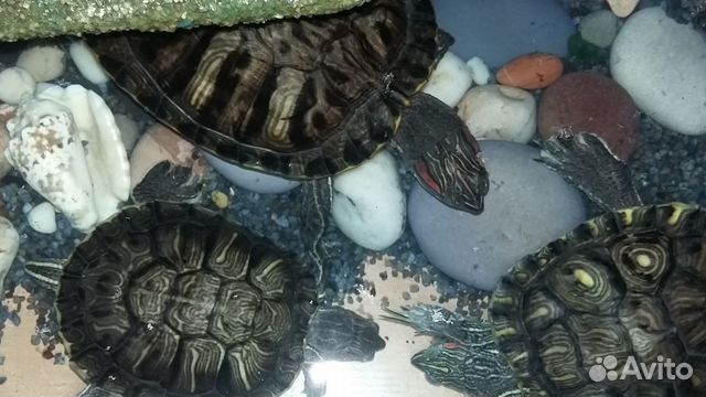 3 Красноухие черепахи с богатым приданым купить на Зозу.ру - фотография № 5