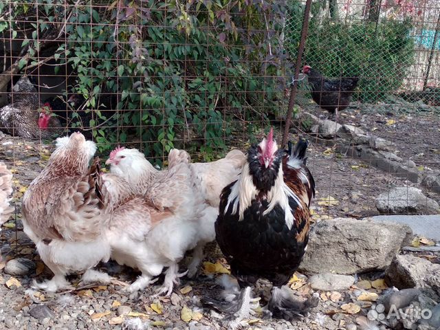 Суточные цыплята и инкуб. яйцо тяжелых мясных кур купить на Зозу.ру - фотография № 8