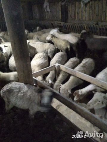 Овцы матки откормочные купить на Зозу.ру - фотография № 3
