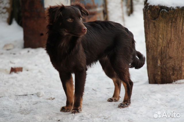 Ксолоицкуинтли, мексиканская собака купить на Зозу.ру - фотография № 4
