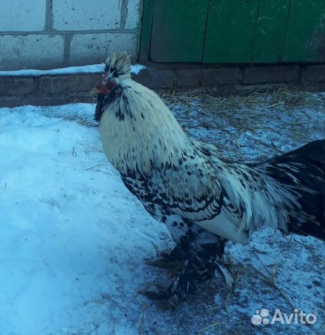 Инкубационное яйцо породистых кур купить на Зозу.ру - фотография № 1