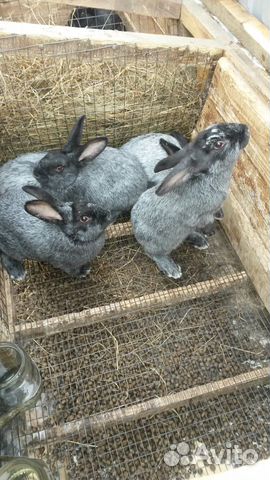 Кролики породы серебро купить на Зозу.ру - фотография № 2