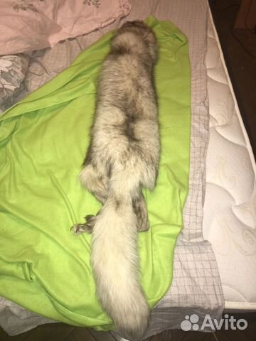 Шкура песца Шкура песца