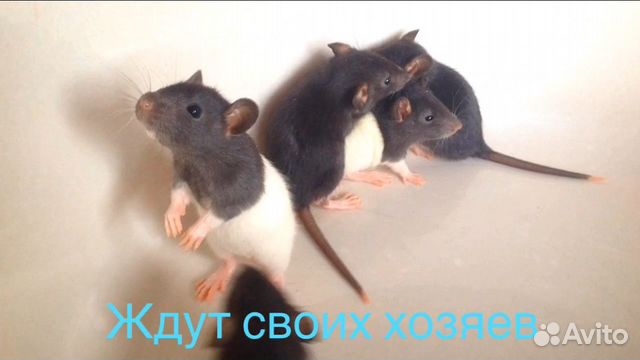 Крысы купить на Зозу.ру - фотография № 3