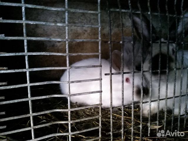 Кролик чистопородный калифорниец 3 месяца купить на Зозу.ру - фотография № 2