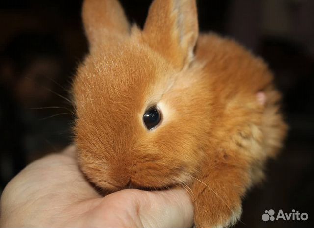 Кролик новозеландский красный купить на Зозу.ру - фотография № 2