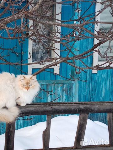 Сибирская кошка купить на Зозу.ру - фотография № 3