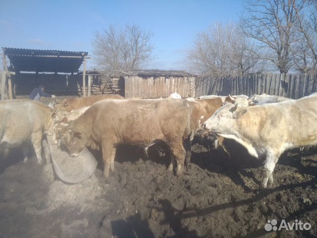 Плем быки все от 300до 500 купить на Зозу.ру - фотография № 1