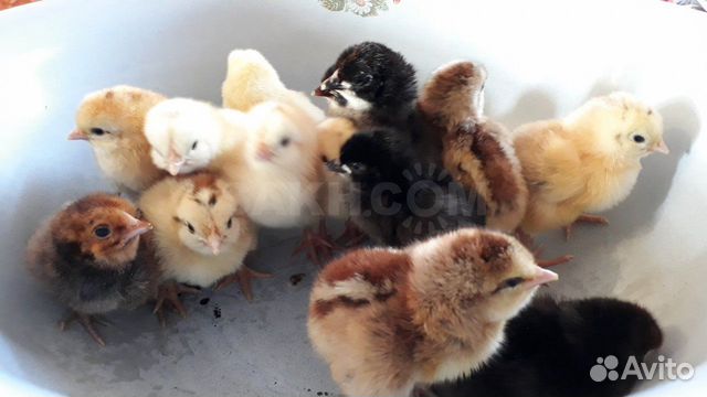 Продажа цыплят домашней яйценоской породы купить на Зозу.ру - фотография № 1