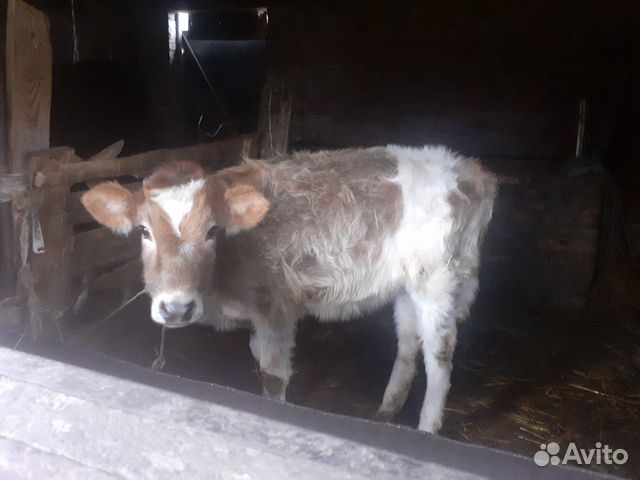 2-Коровы, и телёнок купить на Зозу.ру - фотография № 5