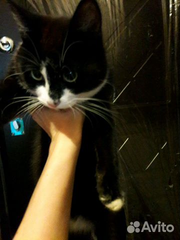 Котик в добрые руки Котик в добрые руки