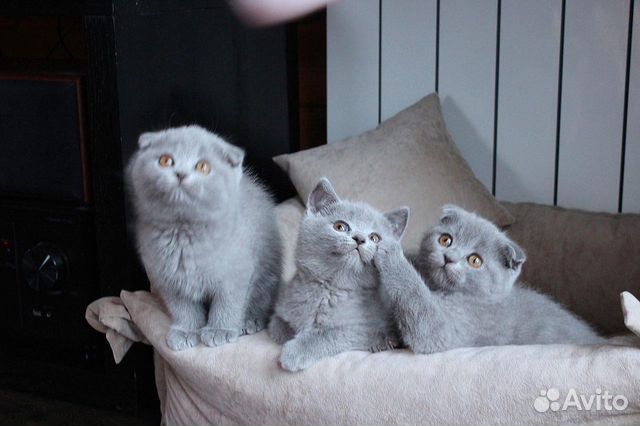 Шотландские котята (девочки) купить на Зозу.ру - фотография № 4