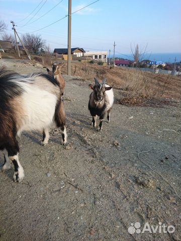 Козлы и козы купить на Зозу.ру - фотография № 5