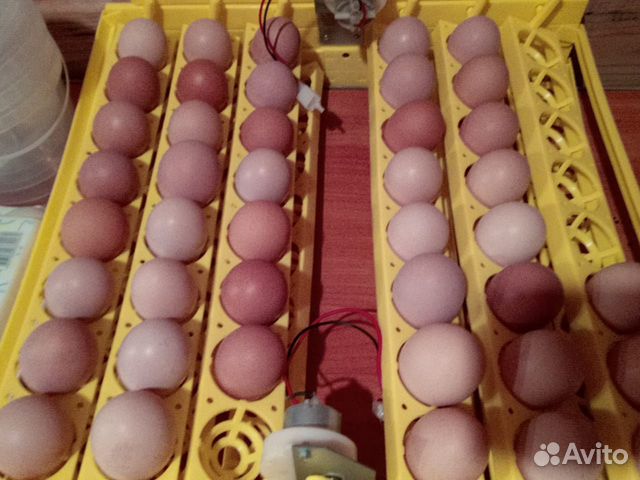 Инкубационное яйцо домашних курочек купить на Зозу.ру - фотография № 2