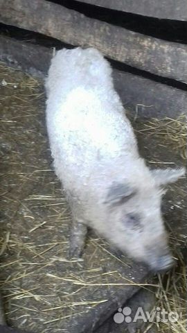 Продам свинью породы венгерская монгалица (кучиряв купить на Зозу.ру - фотография № 4
