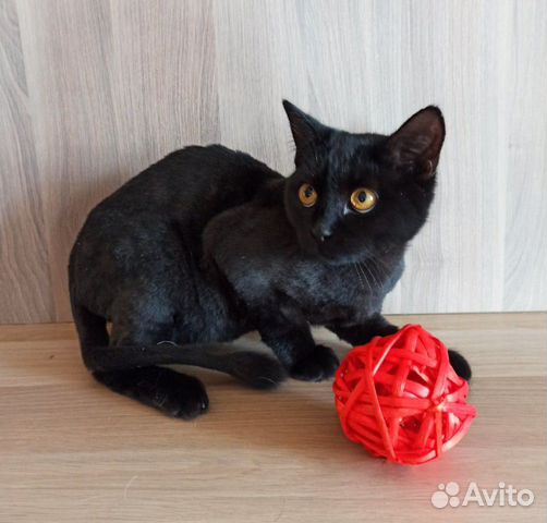 Котик в добрые руки Котик в добрые руки