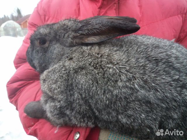 2 самца кролика купить на Зозу.ру - фотография № 1