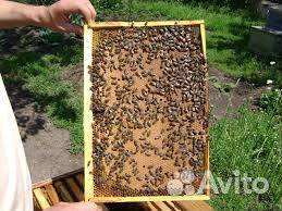 Пакеты и пчелосемьи купить на Зозу.ру - фотография № 1