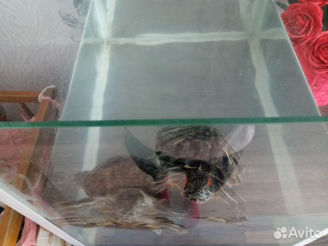 Черепаха купить на Зозу.ру - фотография № 4
