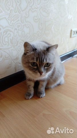 Кошечка ищет хозяев купить на Зозу.ру - фотография № 4