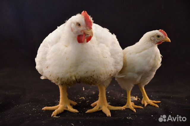 Цыплята, гусята купить на Зозу.ру - фотография № 2