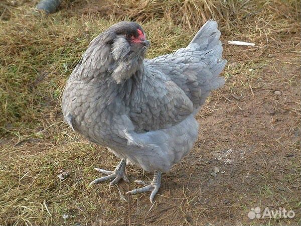 Цыплята Пепельная Голубая порода купить на Зозу.ру - фотография № 2