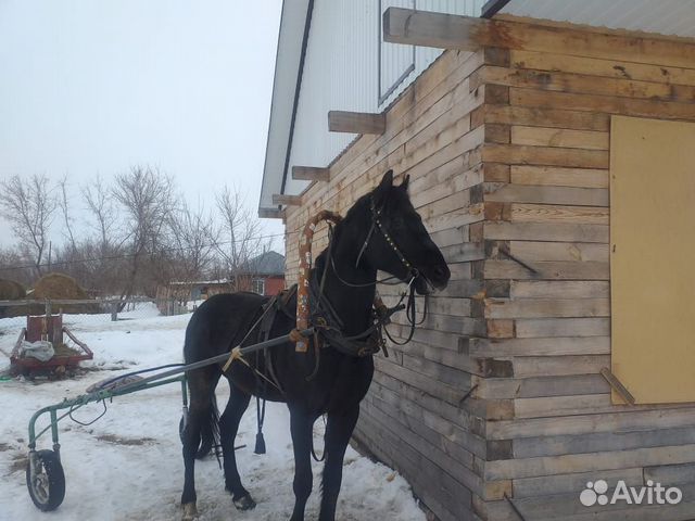 Продам коня купить на Зозу.ру - фотография № 1