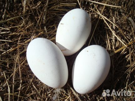 Инкубационное яицо Линдовских гусей купить на Зозу.ру - фотография № 2