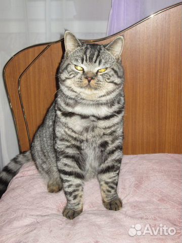 Кот на вязку купить на Зозу.ру - фотография № 1