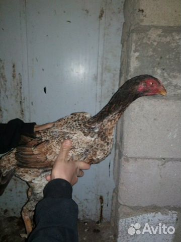 Курица Турецкий хинт продам за 1200 купить на Зозу.ру - фотография № 1