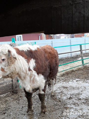 Продаются быки: герефорды, сименталыи корова с тел купить на Зозу.ру - фотография № 6