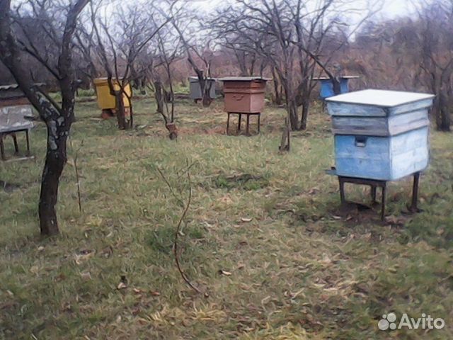 Ульи и пчелиные семьи купить на Зозу.ру - фотография № 4