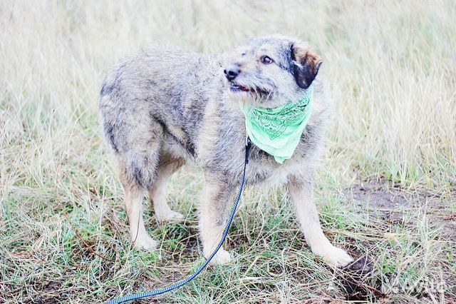 Собака Тоша из приюта ищет дом и добрые руки купить на Зозу.ру - фотография № 3