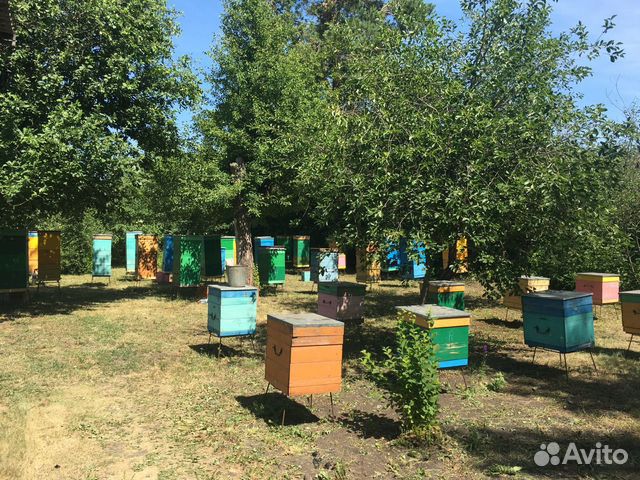 Пчелосемьи-пакеты купить на Зозу.ру - фотография № 1