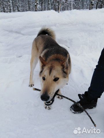 Купить Собаку В Кемеровской Обл