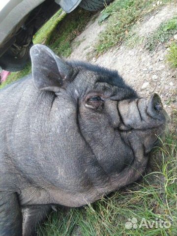 Вьетнамская свиномама.также супоростная купить на Зозу.ру - фотография № 1
