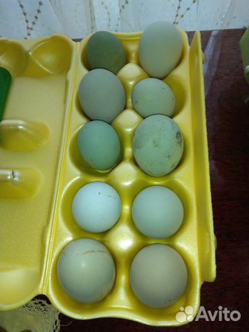 Цыплята,яйца купить на Зозу.ру - фотография № 3