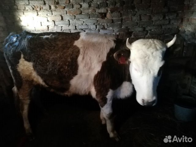 Продаю корову купить на Зозу.ру - фотография № 1