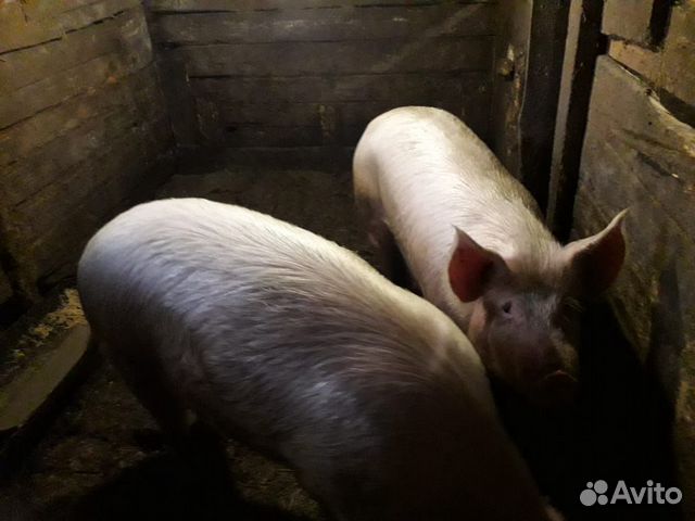 Хряк 4 года и 2 свинки возраст 8 месяцев купить на Зозу.ру - фотография № 1
