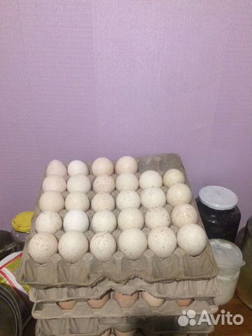 Инкубационное индюшинное яйцо купить на Зозу.ру - фотография № 1
