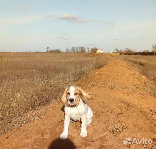 Щенок рос русский охотничий спаниель