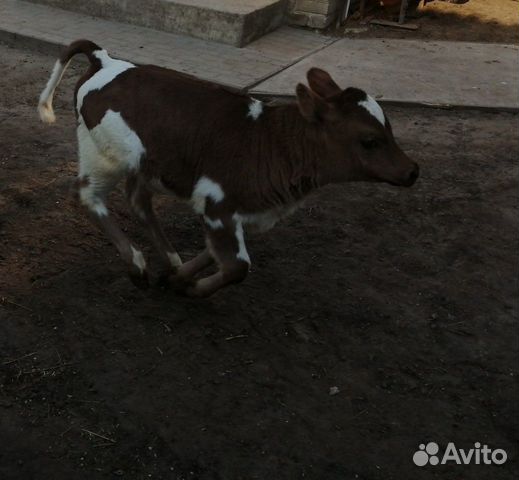 Продам молочного телёнка(тёлочка) возраст 1,5 меся купить на Зозу.ру - фотография № 1