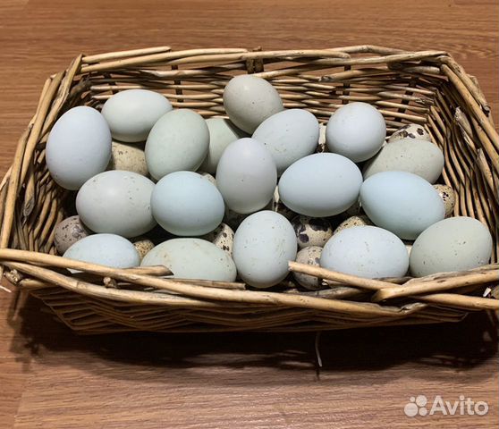 Ухейилюй инкубационные яйца купить на Зозу.ру - фотография № 6