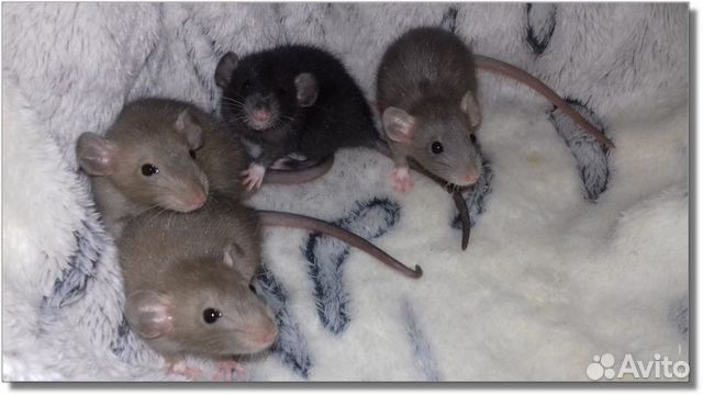 Крысята Дамбо малыши крысы